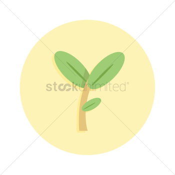 Young plant Young plant