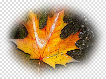 YouTube Desktop Autumn Angel Tears, youtube transparent background PNG clipart YouTube Desktop Autumn Angel Tears, youtube transparent background PNG clipart