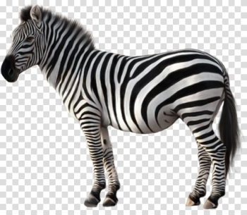 Zeba illustration, Quagga Zebra , Animal zebra transparent ...