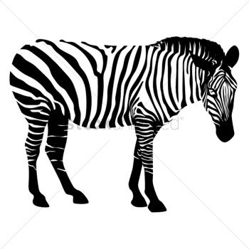Zebra Zebra