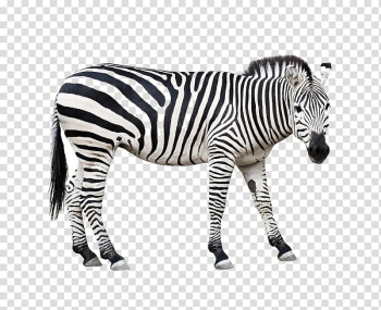 Zebra animal illustration, Burchell's zebra Animal Horse Wildlife, zebra transparent background PNG clipart