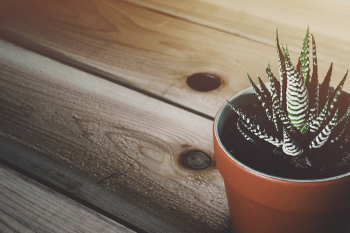 Zebra Cactus Plant Zebra Cactus Plant