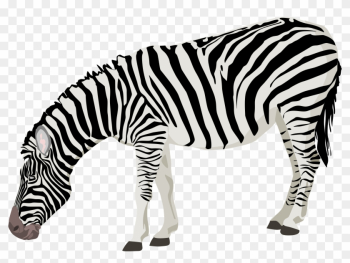 Zebra Clipart Transparent Background - Zebra Png Zebra Clipart Transparent Background - Zebra Png