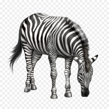 Zebra Drawing Clip art - Eating zebra bow Zebra Drawing Clip art - Eating zebra bow