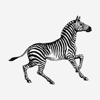 Zebra drawing, vintage wildlife illustration. | Free Photo - rawpixel Zebra drawing, vintage wildlife illustration. | Free Photo - rawpixel