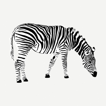 Zebra drawing, vintage wildlife illustration | Free PSD - rawpixel Zebra drawing, vintage wildlife illustration | Free PSD - rawpixel