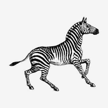 Zebra drawing, vintage wildlife illustration | Free PSD - rawpixel Zebra drawing, vintage wildlife illustration | Free PSD - rawpixel