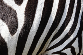 Zebra Fur Zebra Fur