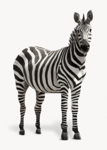 Zebra isolated on white, animal | Free Photo - rawpixel Zebra isolated on white, animal | Free Photo - rawpixel