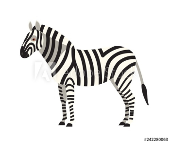 Zebra isolated on white background Zebra isolated on white background