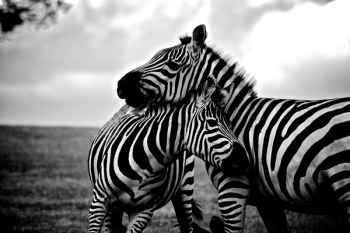 Zebra Mother and Child Free Photo Zebra Mother and Child Free Photo