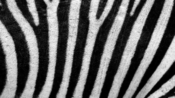 Zebra pattern desktop wallpaper, high | Free Photo - rawpixel Zebra pattern desktop wallpaper, high | Free Photo - rawpixel