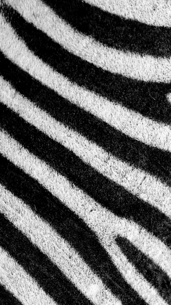 Zebra pattern phone wallpaper, abstract | Free Photo - rawpixel