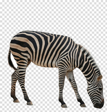 Zebra , Rhinoceros Giraffe Okapi Zebra Animal, zebra transparent background PNG clipart
