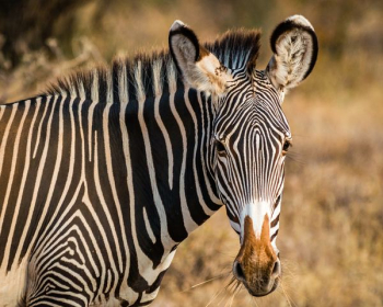 zebra standing on field zebra standing on field