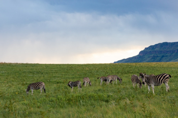 Zebras Grazing on Green Grass Field Zebras Grazing on Green Grass Field
