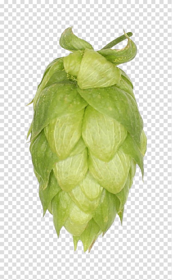 Zhuhai Sidanna Trading Co.,Ltd. Chinook United Kingdom Company Leaf vegetable, hops transparent background PNG clipart