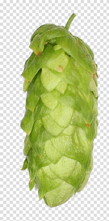 Zhuhai Sidanna Trading Co.,Ltd. Leaf vegetable Company Breed Country, hops transparent background PNG clipart