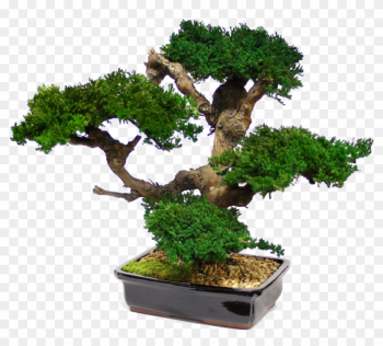 Zona Gallery - Large Bonsai Tree Preserved Forever Green Art - Mbo Zona Gallery - Large Bonsai Tree Preserved Forever Green Art - Mbo