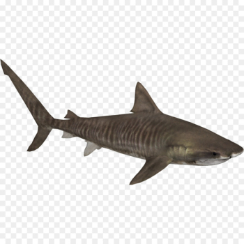 Zoo Tycoon 2 Tiger shark Bull shark - Tiger Shark Png 