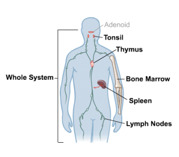 Zoology | 223782 - Discuss the immune system of the body with ne ...