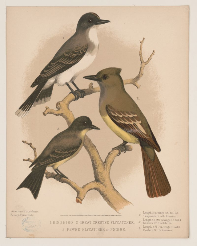 1. King bird. 2. Great | Free Photo - rawpixel