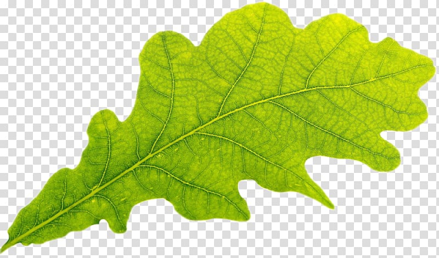 4K resolution Desktop Leaf, lotus leaf transparent background PNG clipart