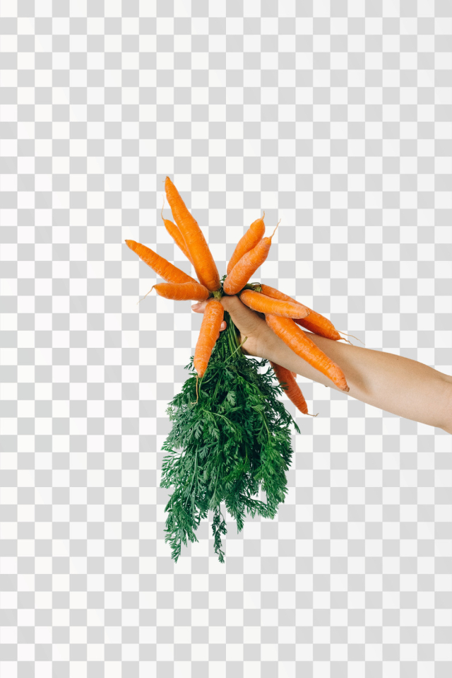 A hand holding bunch of eco organic orange carrot in PNG transparent background - Author @n-voitkevich / Pexels
