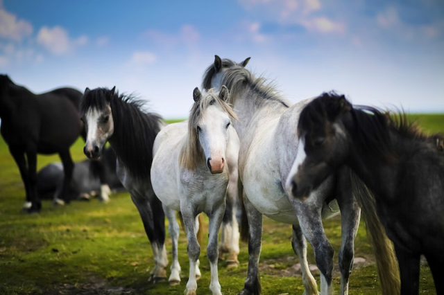 A herd of grey and | Free Photo - rawpixel