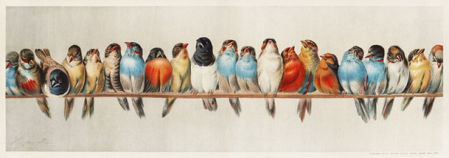 A Perch of Birds vintage | Free Photo Illustration - rawpixel