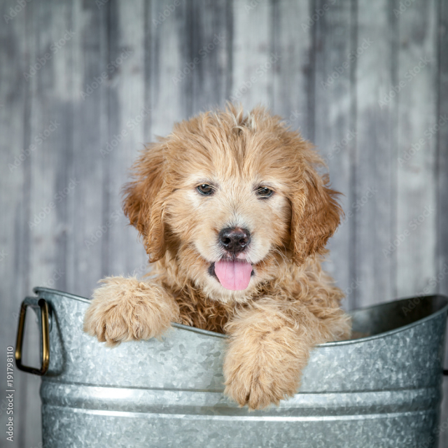 Adorable Goldendoddle Puppy