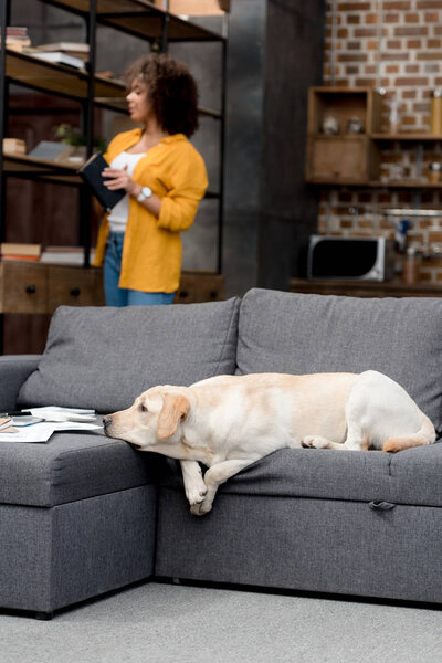 Adorable labrador lying on couch while his owner taking book from bookshelf