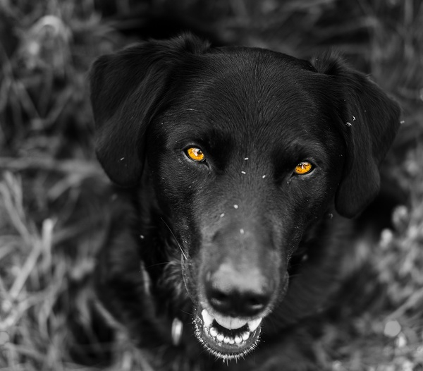 Adult Black Labrador Retriever