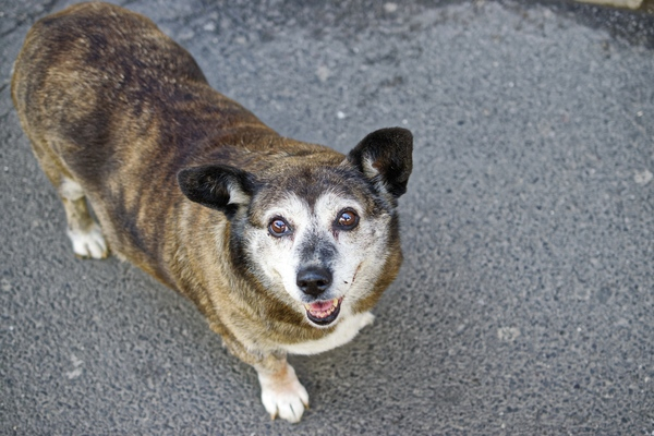 Adult Brindle Corgi