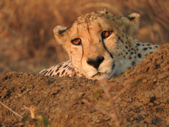 Adult Cheetah