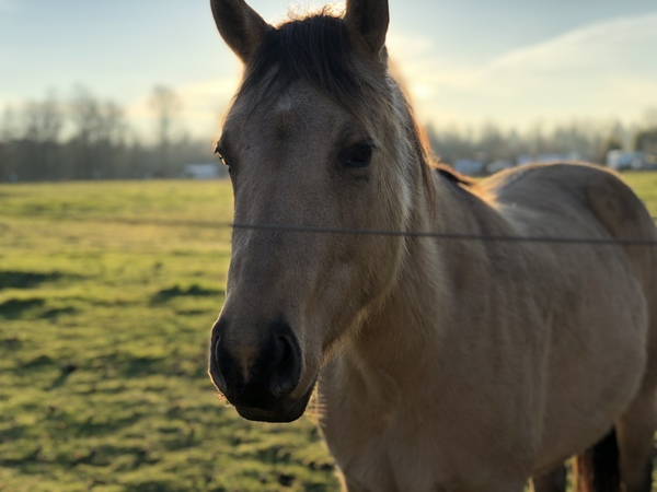 Adult Tan Horse