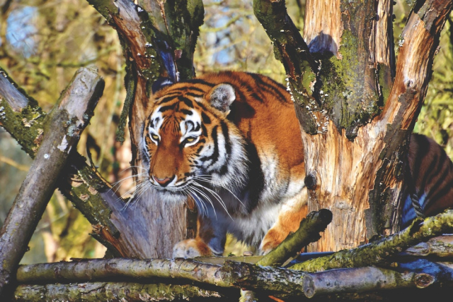 Adult Tiger