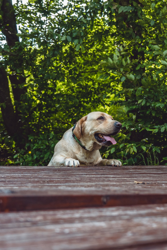 Adult Yellow Labrador Retriever