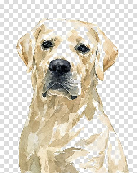 Adult yellow Labrador retriever illustration, Labrador Retriever Golden Retriever Pit bull Watercolor painting, Watercolor Golden Retriever Dog transparent background PNG clipart