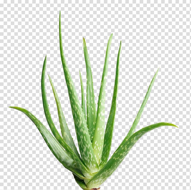 Aloe vera art, Aloe vera Houseplant Flowerpot Light, Aloe transparent background PNG clipart