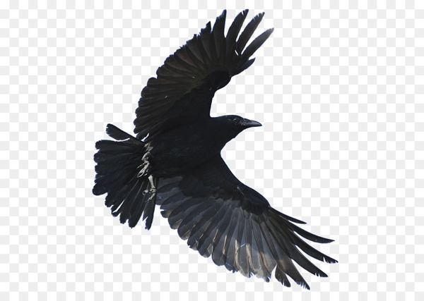 American crow Hooded crow Fish crow Common raven Bird - crow