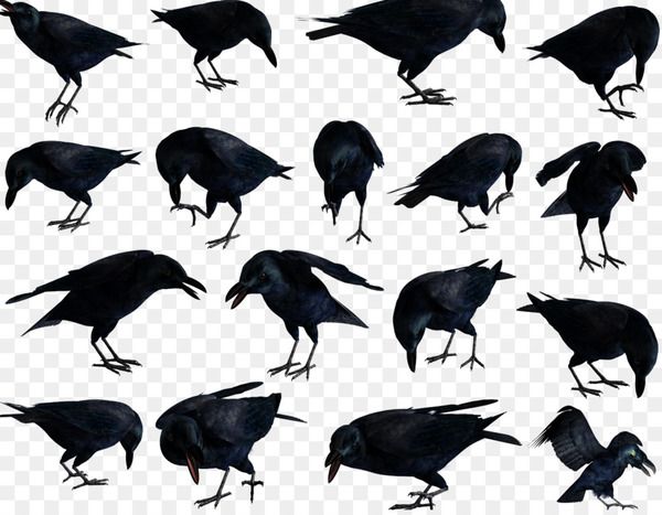 American crow Rook Bird Common raven New Caledonian crow - bird