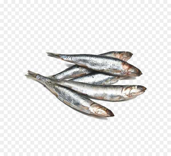 Anchovy Omelette Fish Sardine Basa - Anchovy