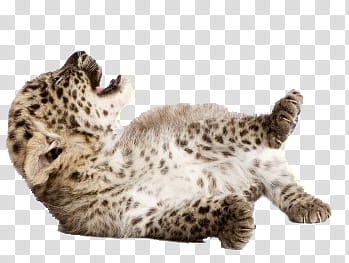 Animal, beige and black animal transparent background PNG clipart