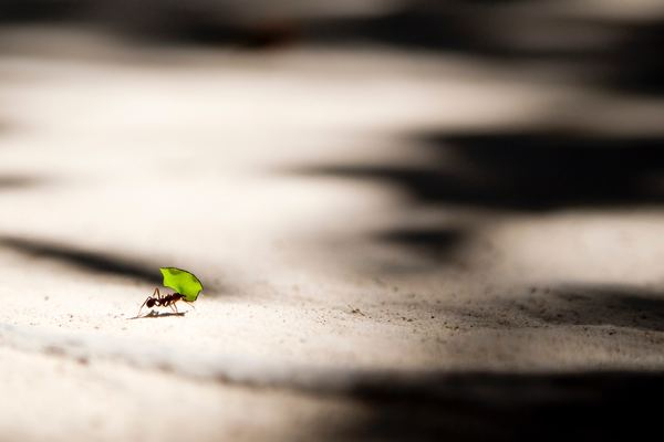 ant bite carrying leaf