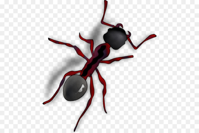 Ant, Building Materials, Couvain, Pest, Insect PNG