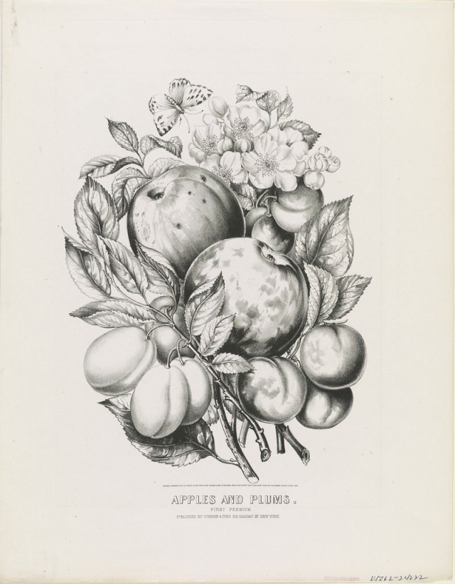 Apples and Plums: first premium | Free Photo - rawpixel