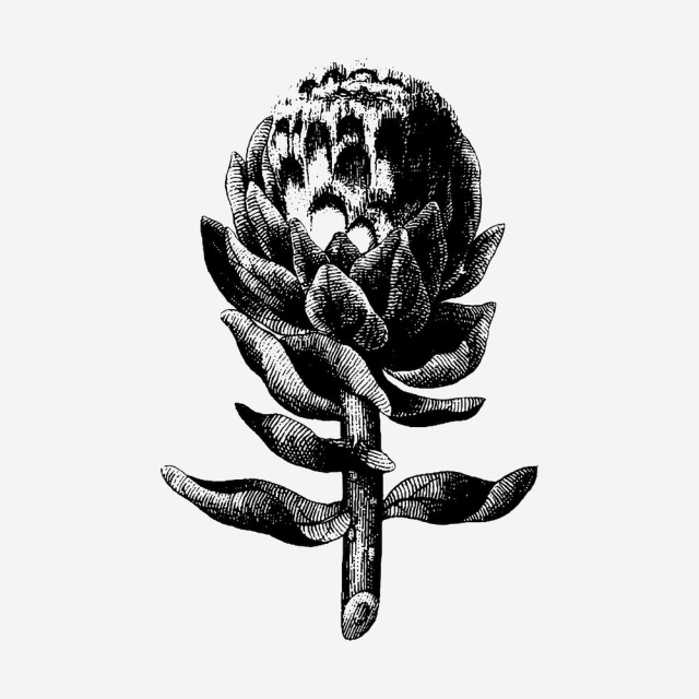 Artichoke drawing, vintage botanical illustration | Free PSD - rawpixel