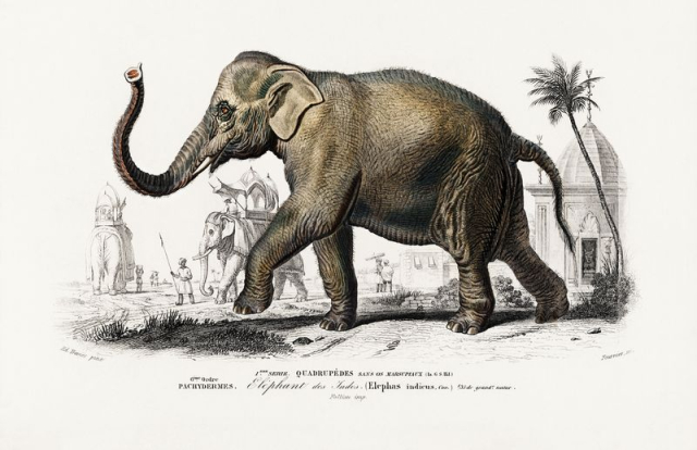 Asiatic elephant (Elephas maximus) indicus | Free Photo Illustration - rawpixel