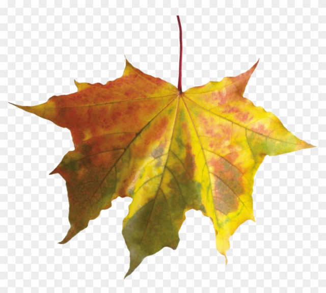 Autumn Leaf - Autumn Leaf
